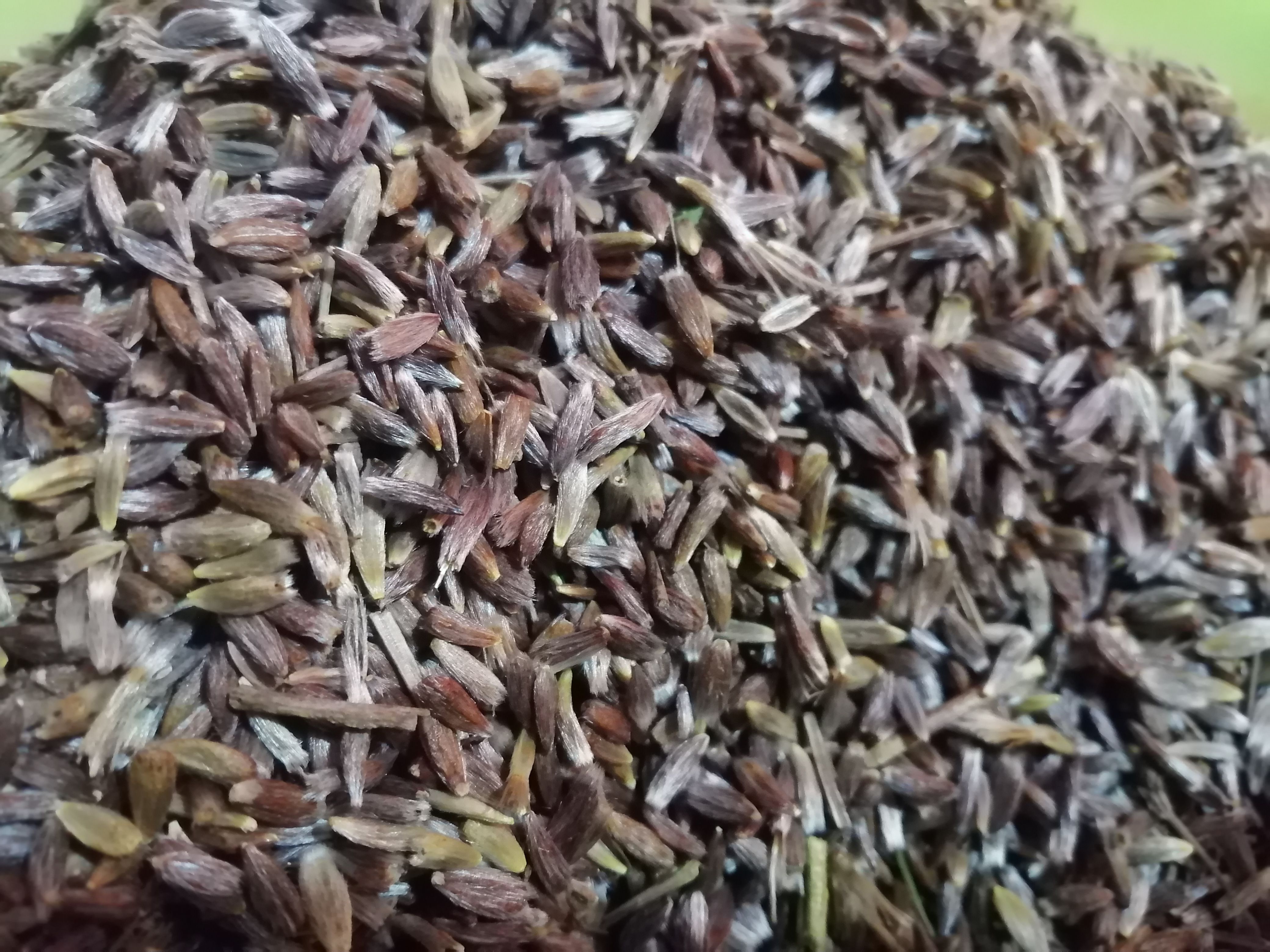 隆化县产地直销承德野生根移栽一代朱砂点苍术种子
