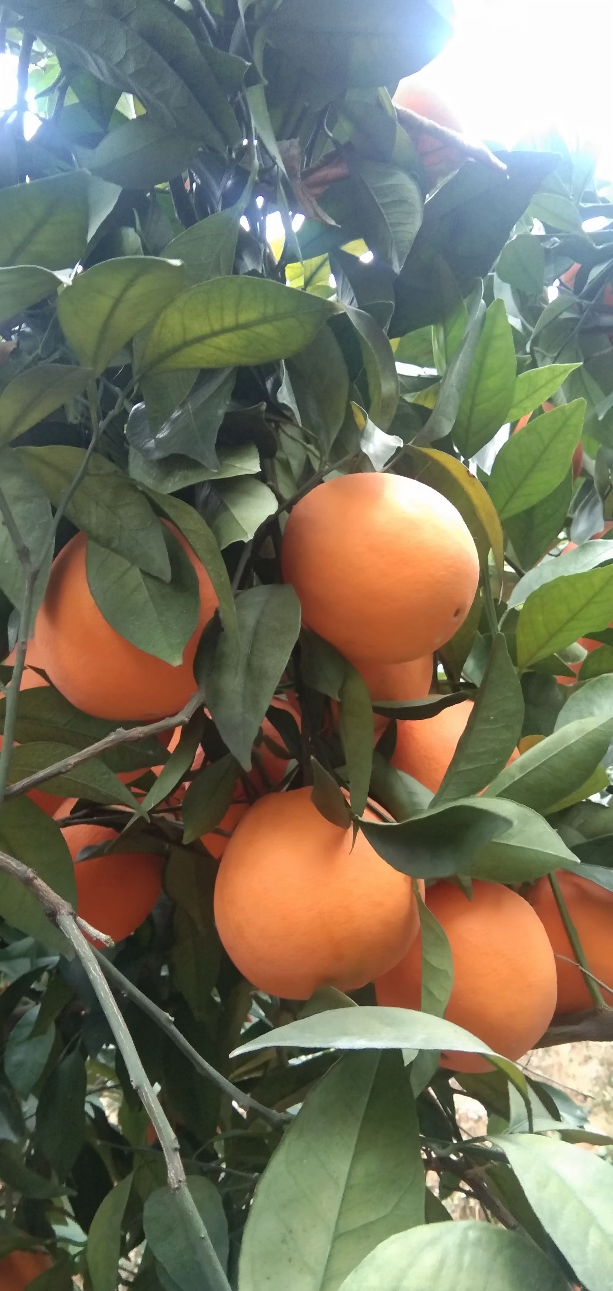 脐橙 福建省三明市三元区