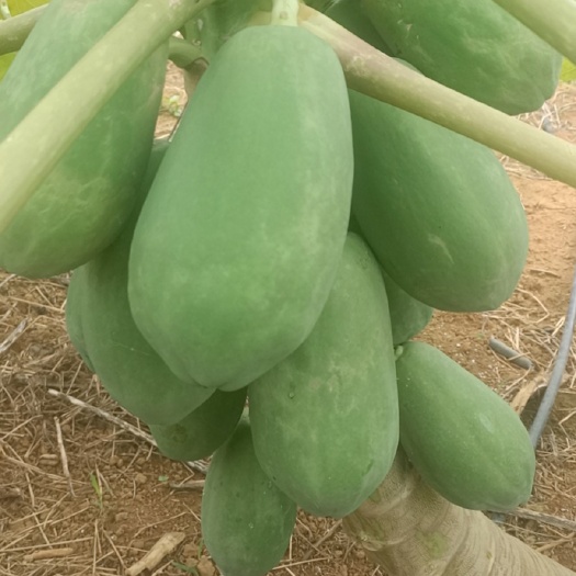 大新县 水果木瓜