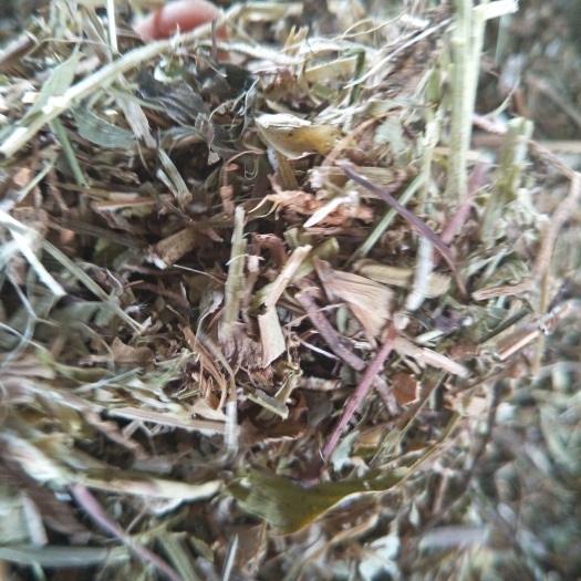 花生秧是，牛，羊，马，驴，鹿，，