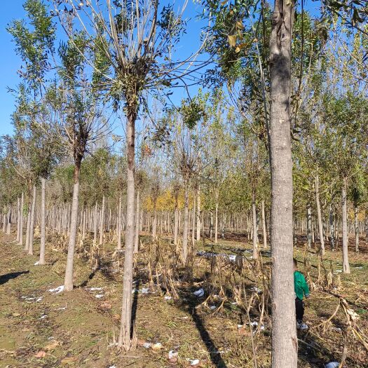 冠县 9公分秋紫白蜡价格.秋紫白蜡基地，秋紫白蜡批发，诚信苗木人！