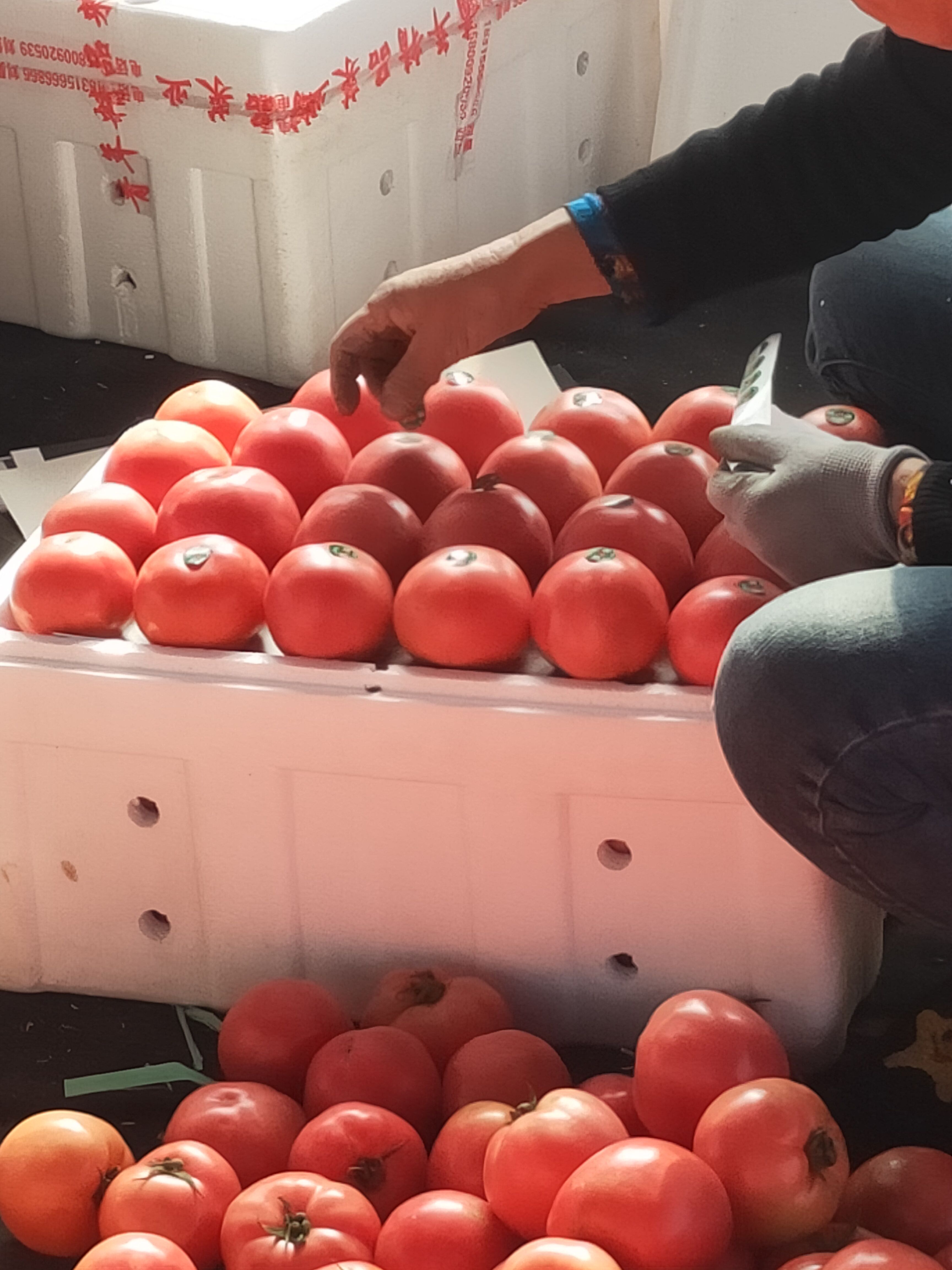 山东省临沂费县硬粉西红柿现在大量上市精品，通货，