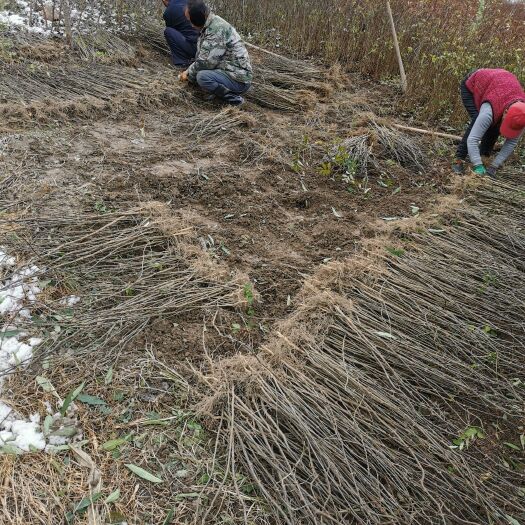 行唐县大红袍花椒苗 花椒苗基地批发花椒树苗