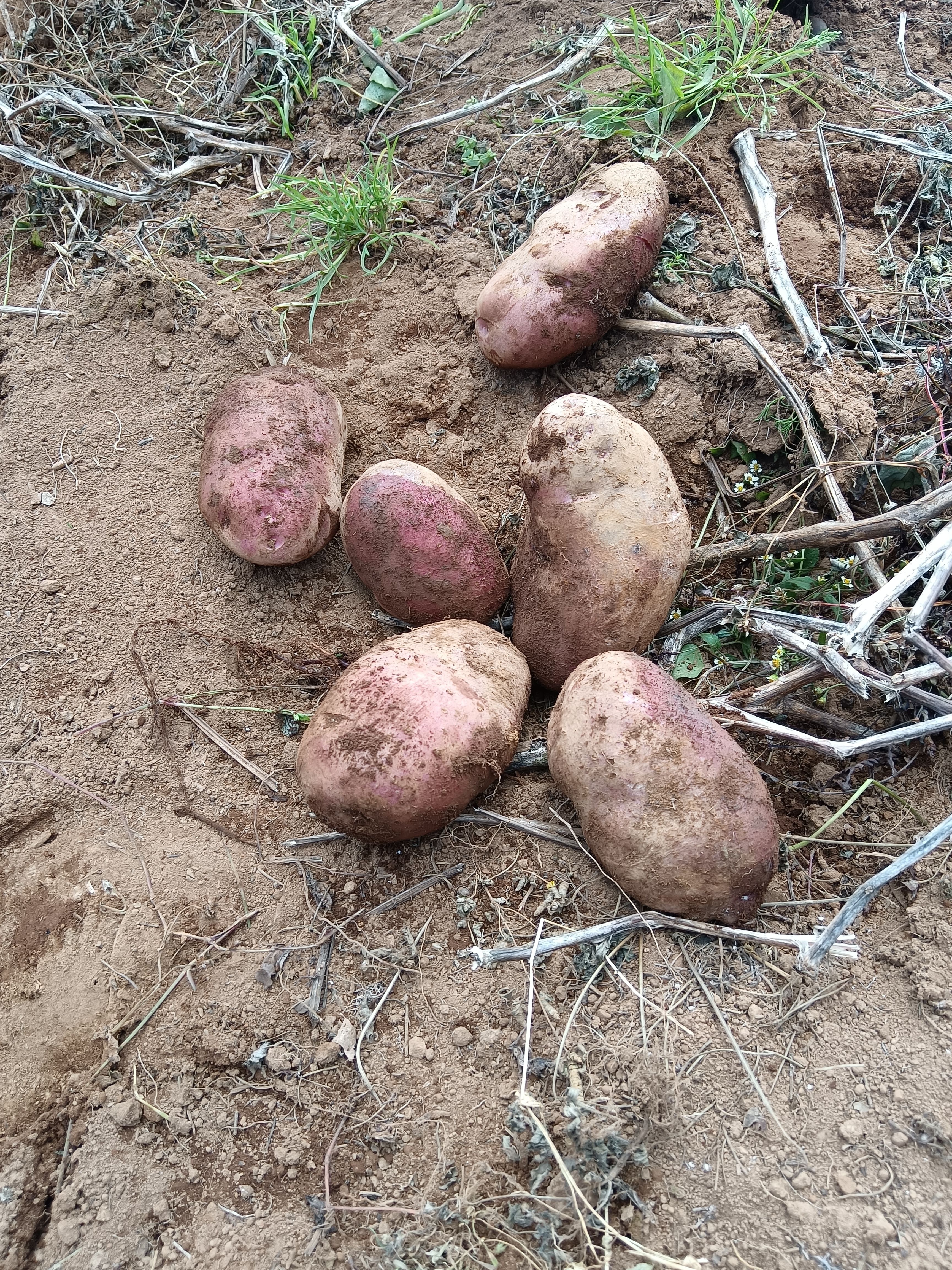 青薯9号 青薯九号