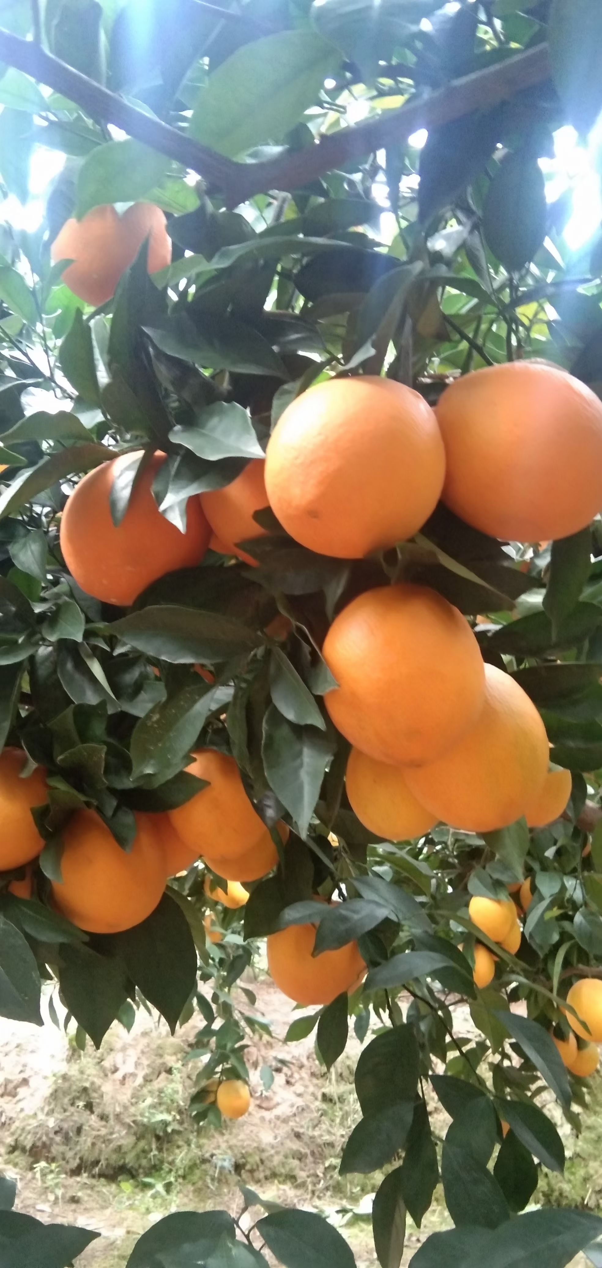 纽荷尔脐橙 福建省三明市三元区