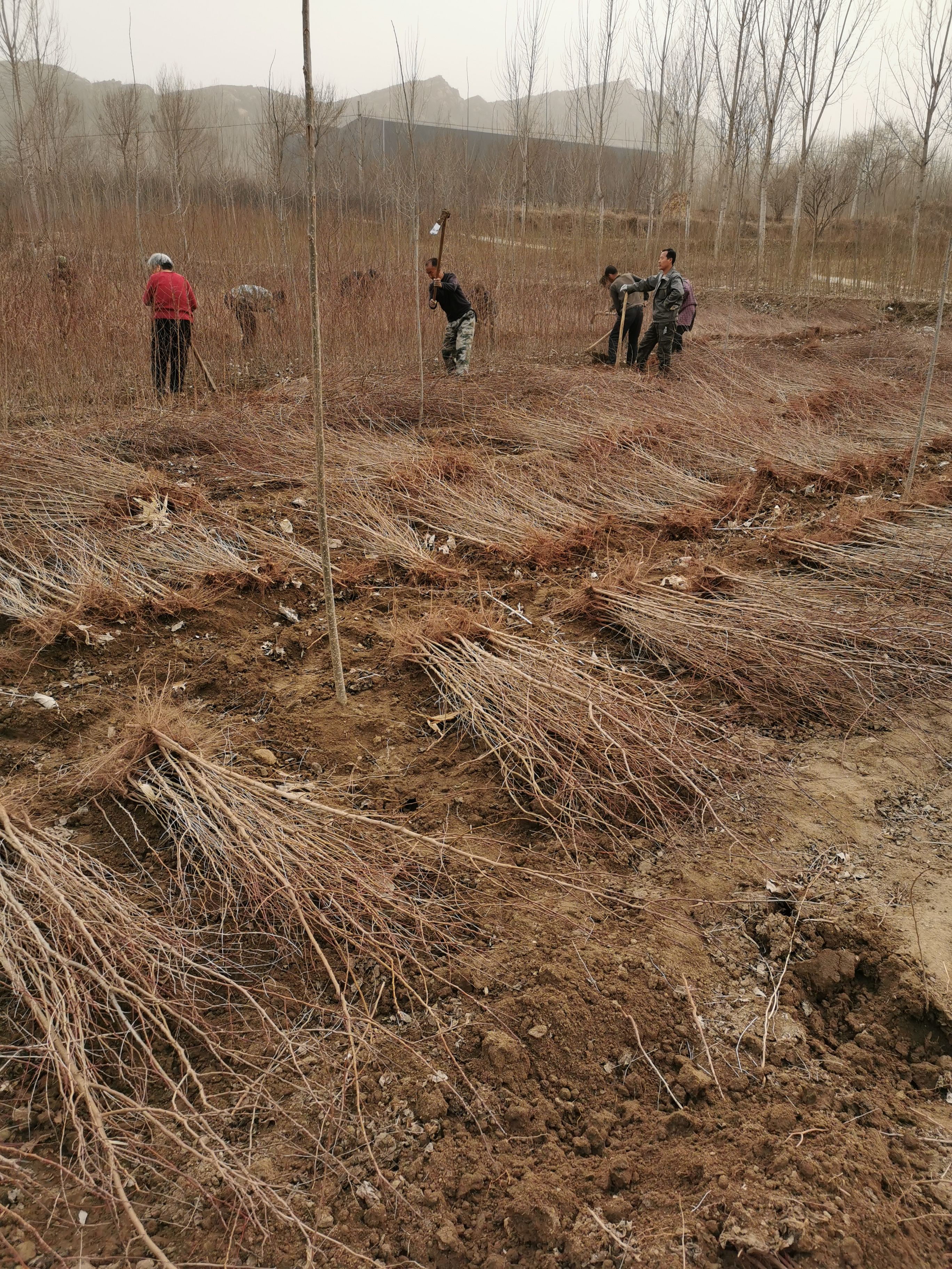 山杏苗 出售仁用杏树苗行唐县河北省