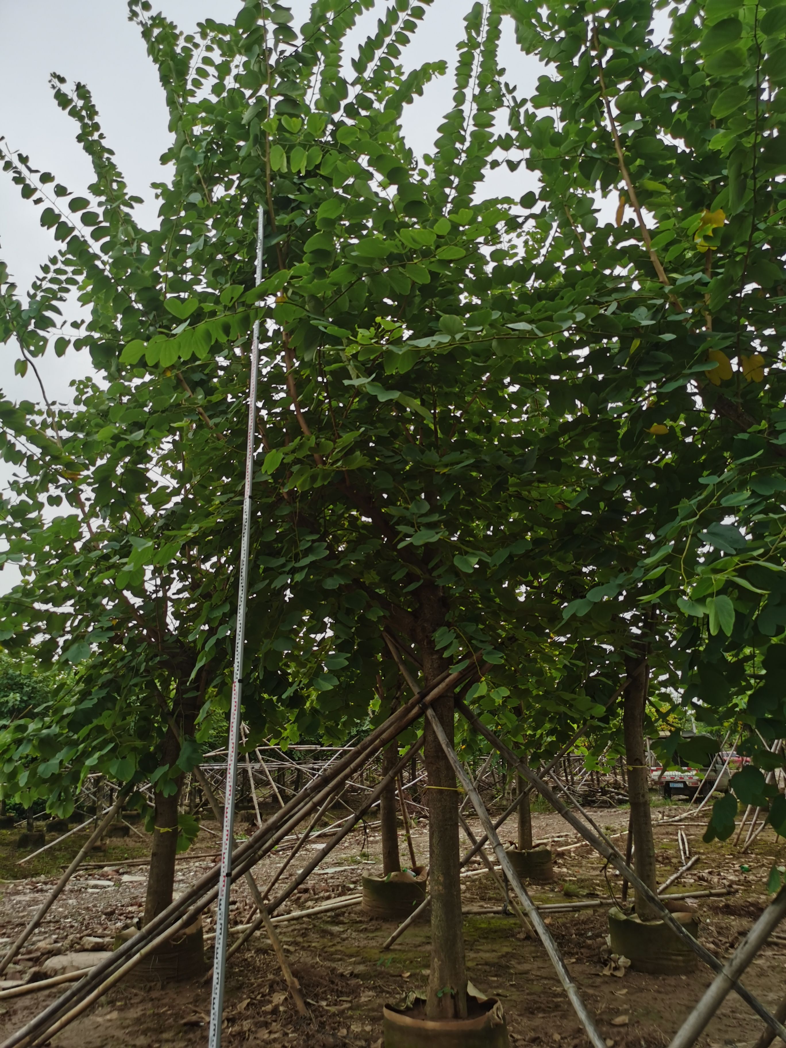  红花紫荆 胸径5一18分