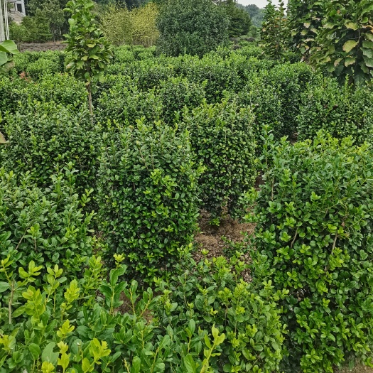 长沙无刺枸骨柱