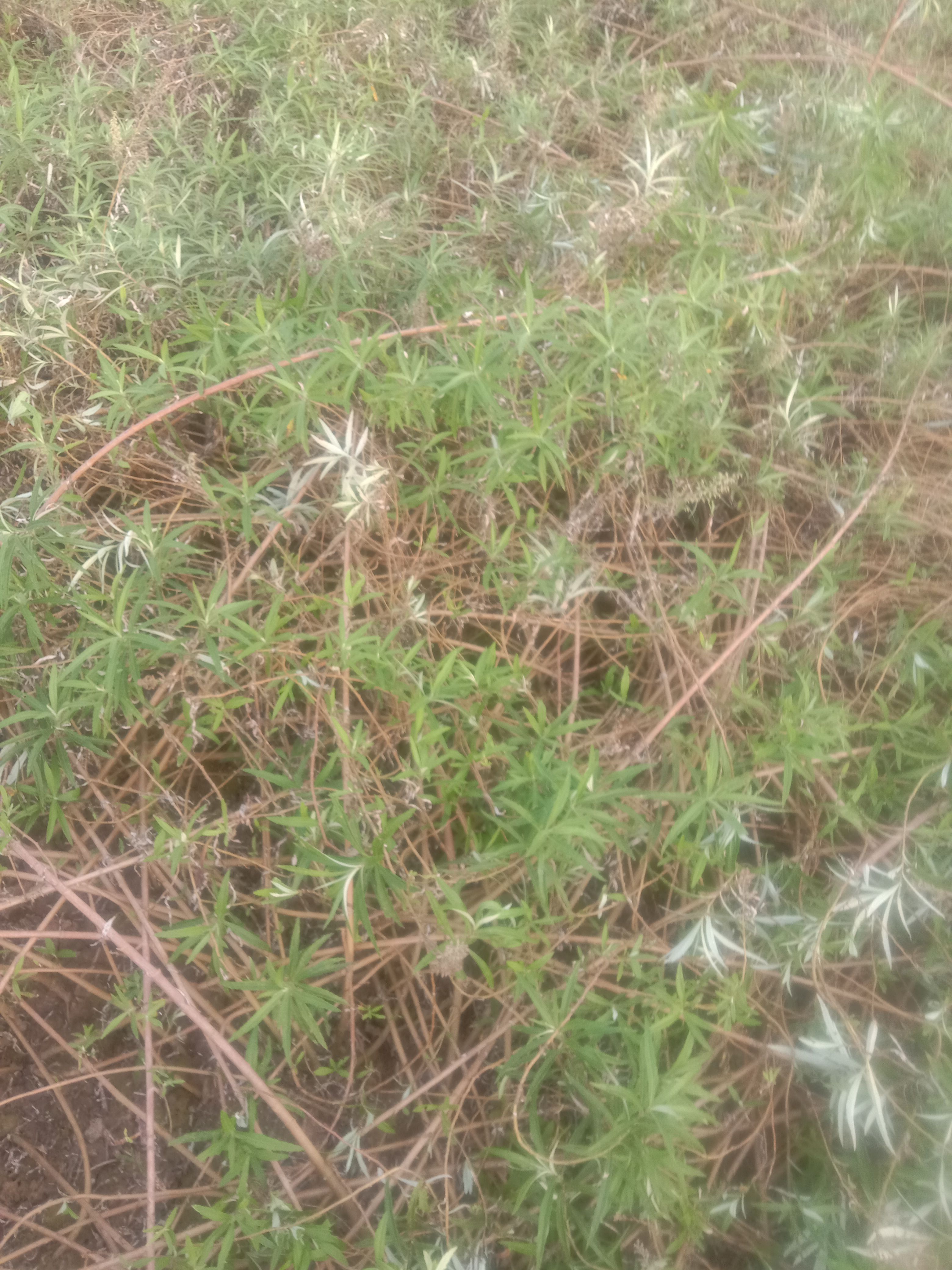 藜蒿种子 芦蒿种苗自种批发价实惠