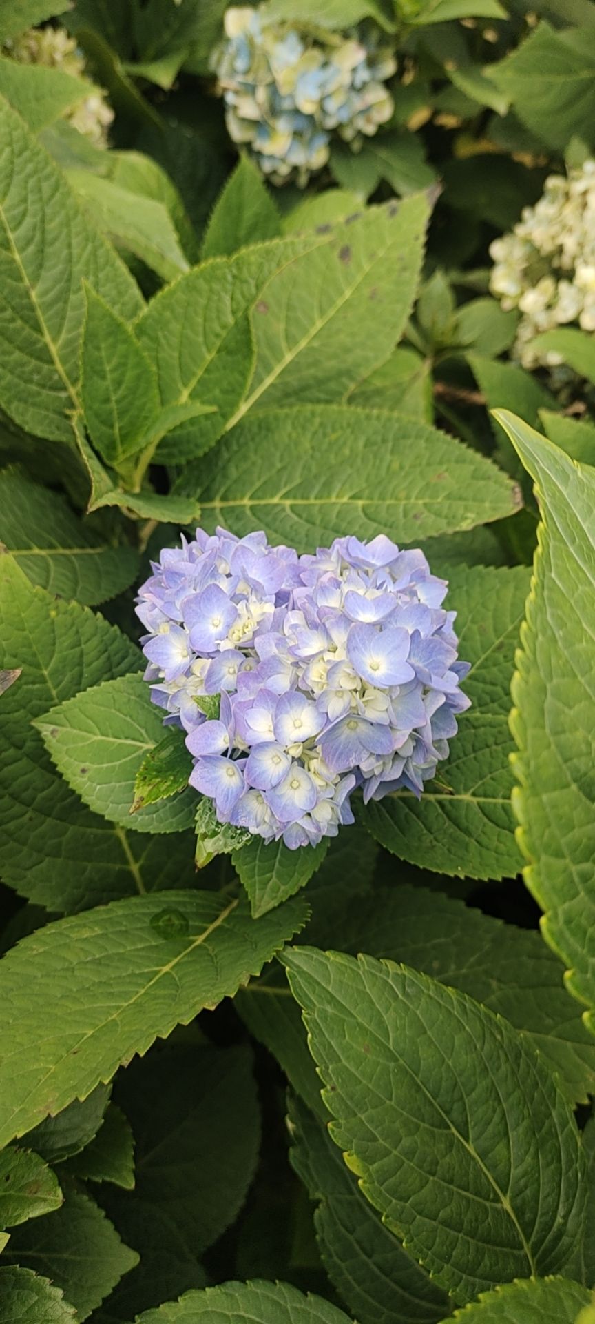 小天蓝绣球  小海蓝绣球  绣球盆花，无尽夏