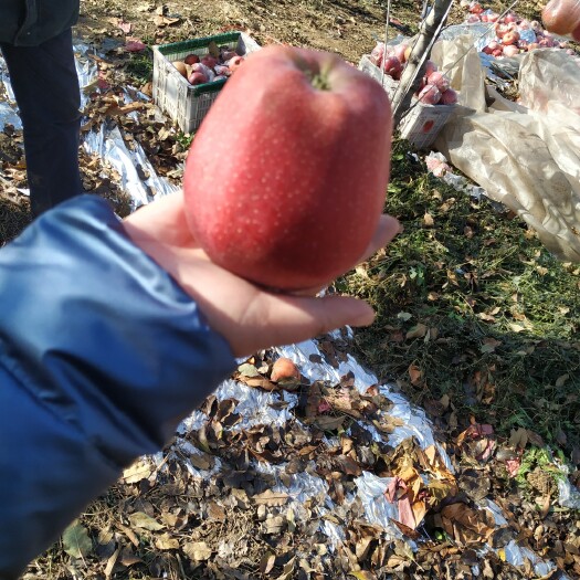 长沙 山西红富士苹果