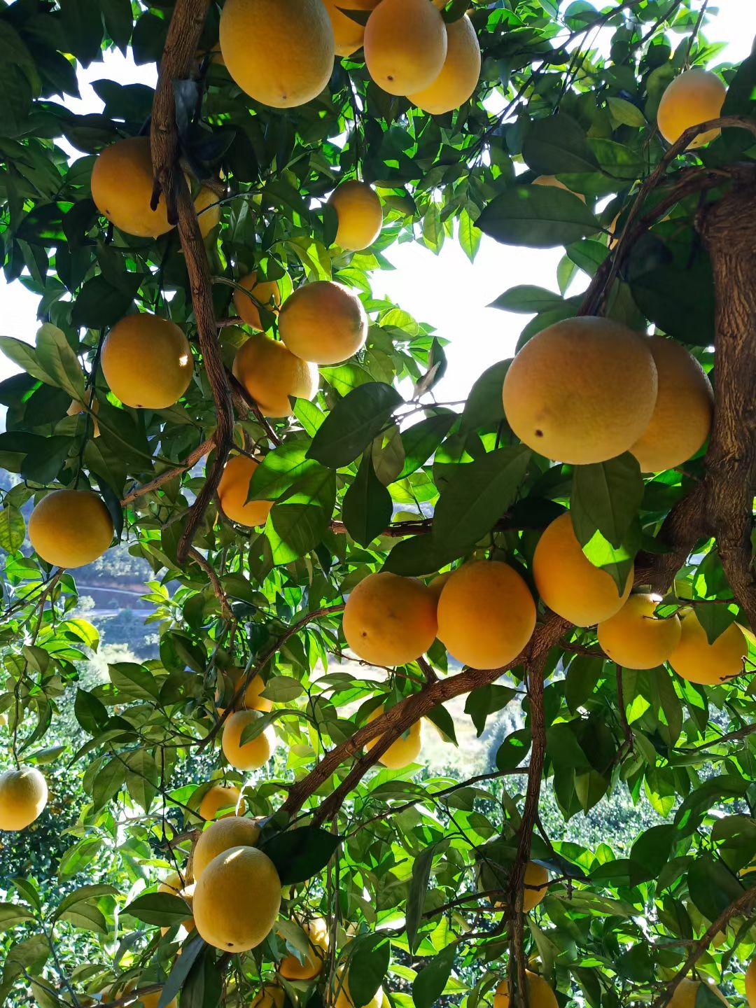  脐橙！赣南脐橙血脐