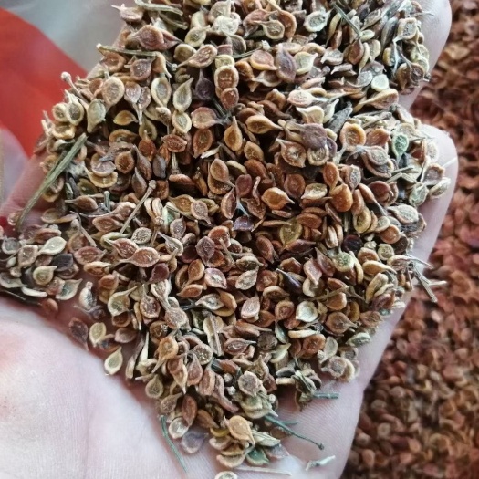 清原县铁脚铁线莲威灵仙新种子
