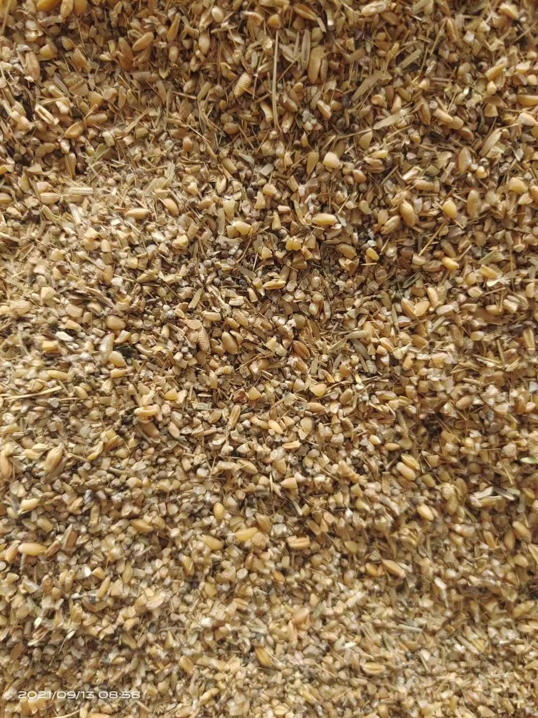 碎麦  常年供应碎小麦，碎玉米，价格便宜，养殖业