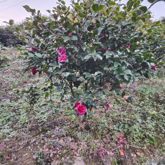 宜宾茶梅 50~80cm