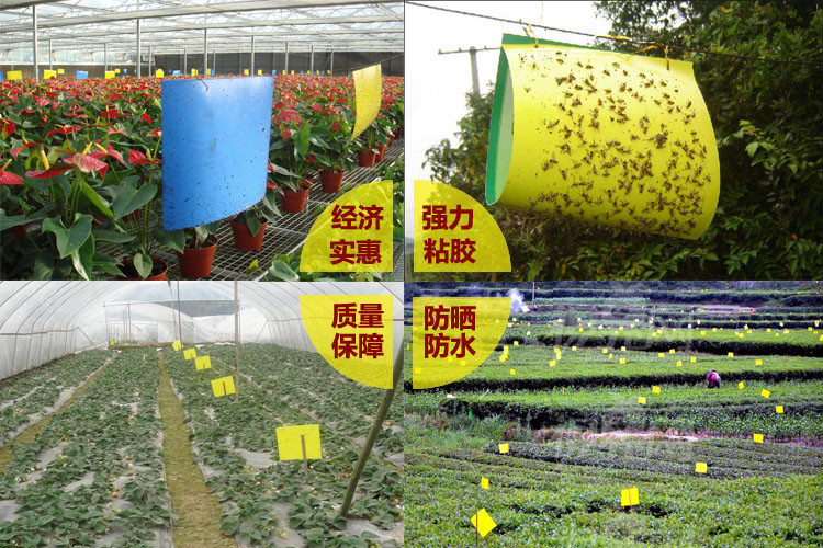 诱虫板  粘虫板黄蓝板双面特粘覆膜