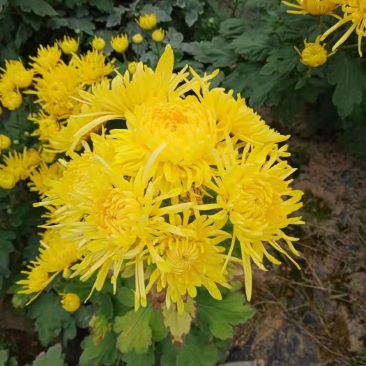 柏乡县菊花茶  金丝皇菊花