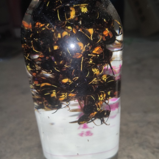 平和县马蜂酒 胡蜂酒 大马蜂 黄脚鸡笼蜂 蜂酒