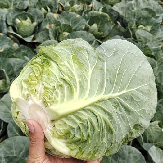 泸西县圆包菜 现货，现货，现货，甘蓝