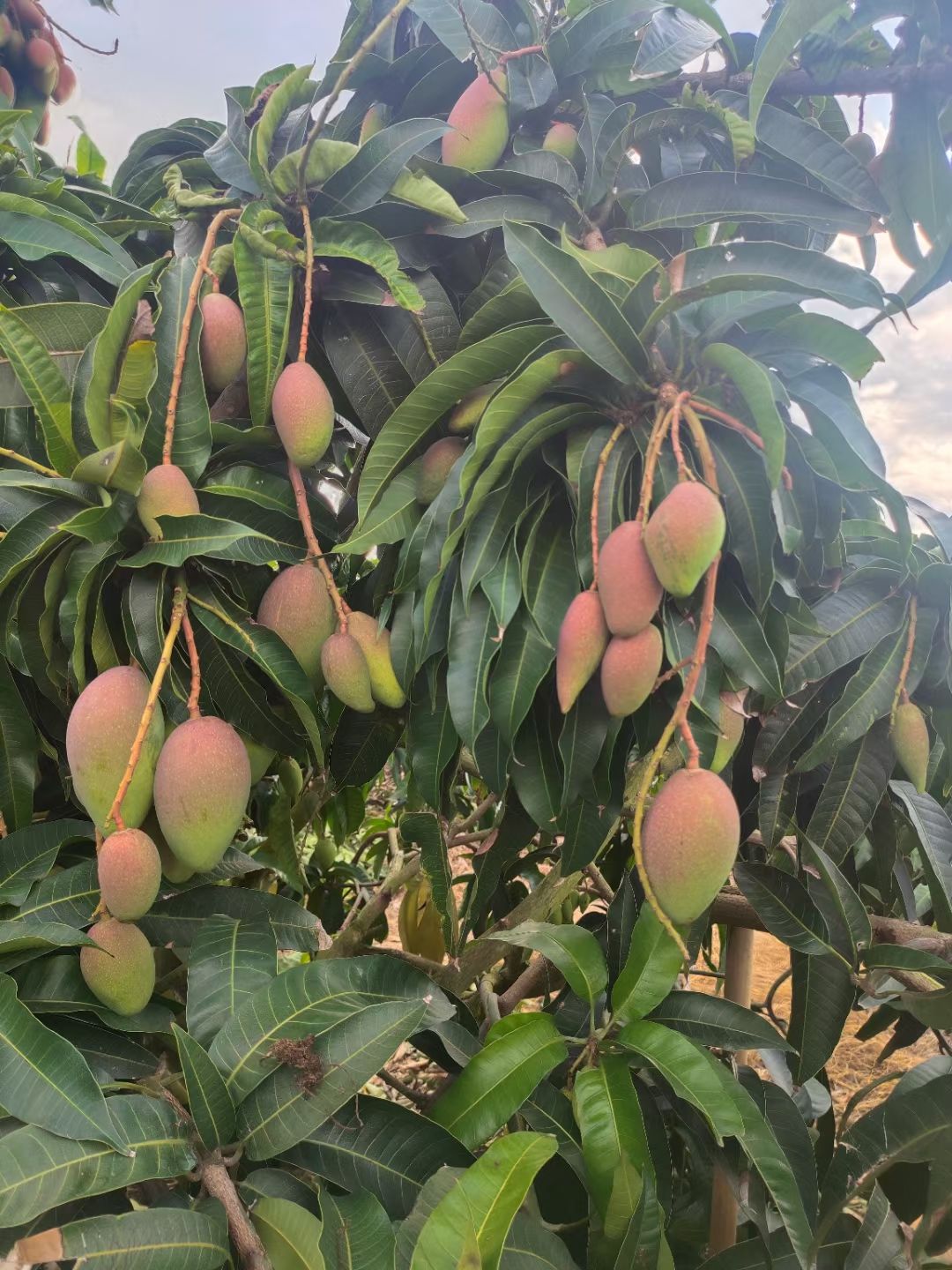  芒果，