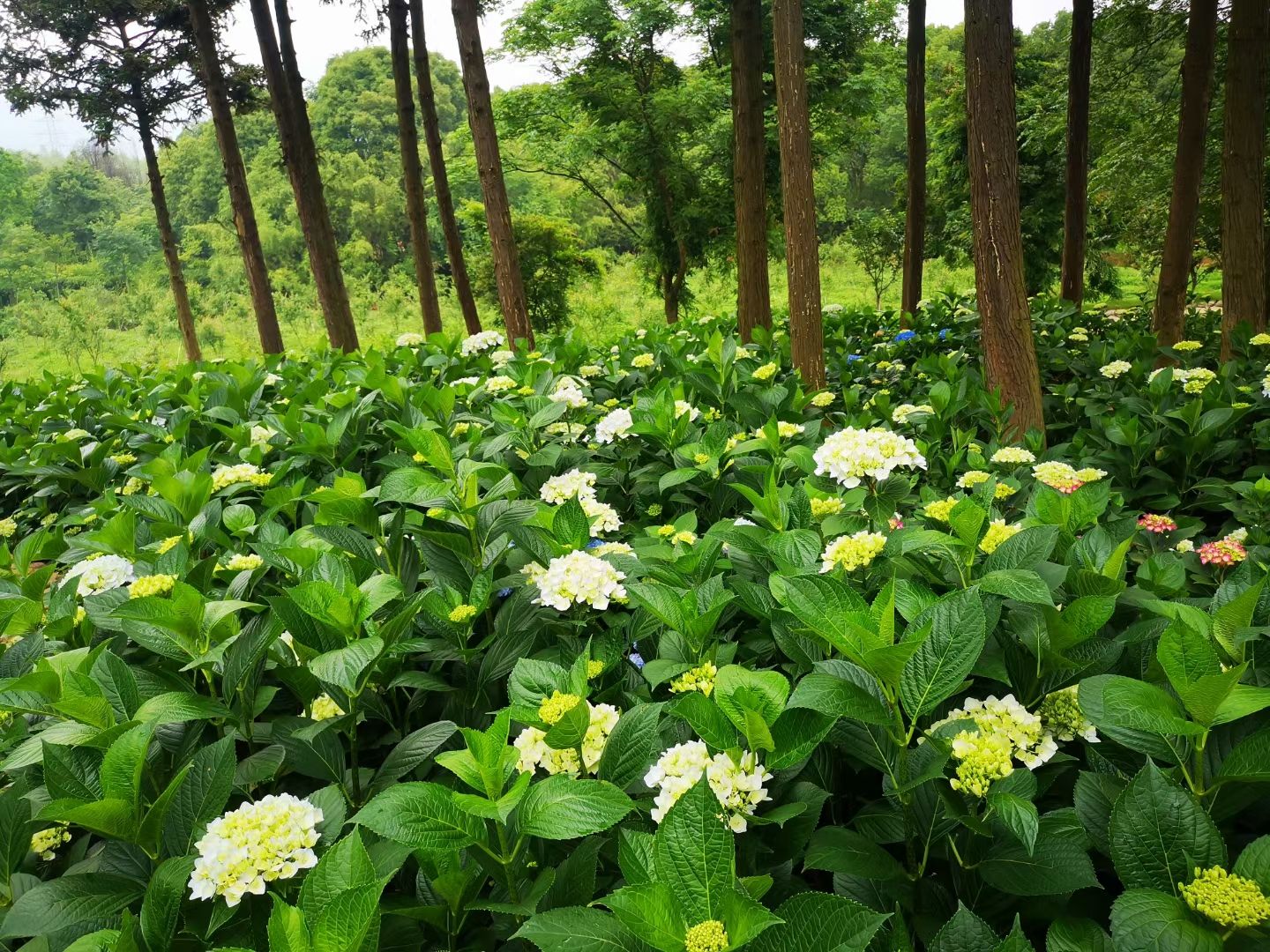 小天蓝绣球  小海蓝绣球  绣球盆花，无尽夏