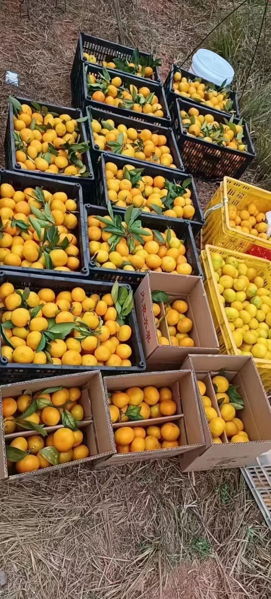 湖南石门蜜桔 中国柑桔之乡 自家种植  口感甘甜  皮薄多汁