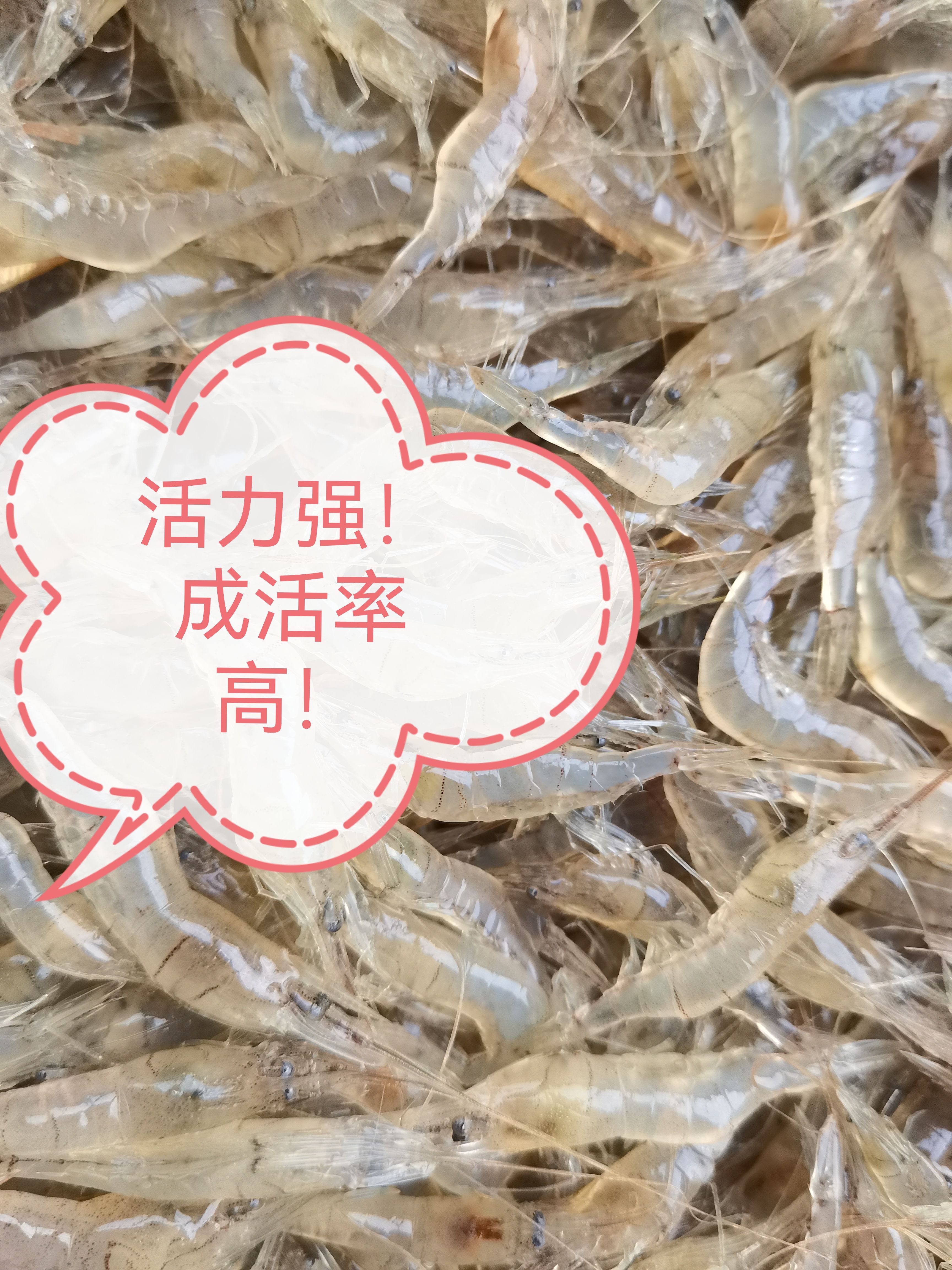 潛江市白米蝦  米蝦，透亮干凈，物流直達包郵。