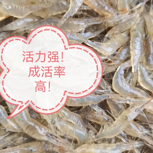 潜江市白米虾  米虾，透亮干净，物流直达包邮。