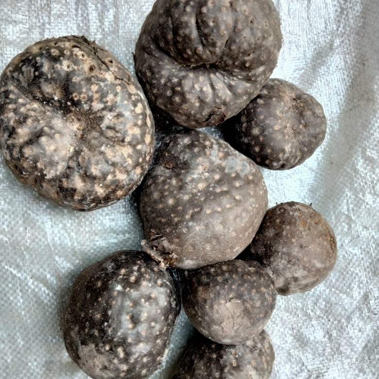 黄药子 中药材黄独 黄药孑 新鲜 黄独