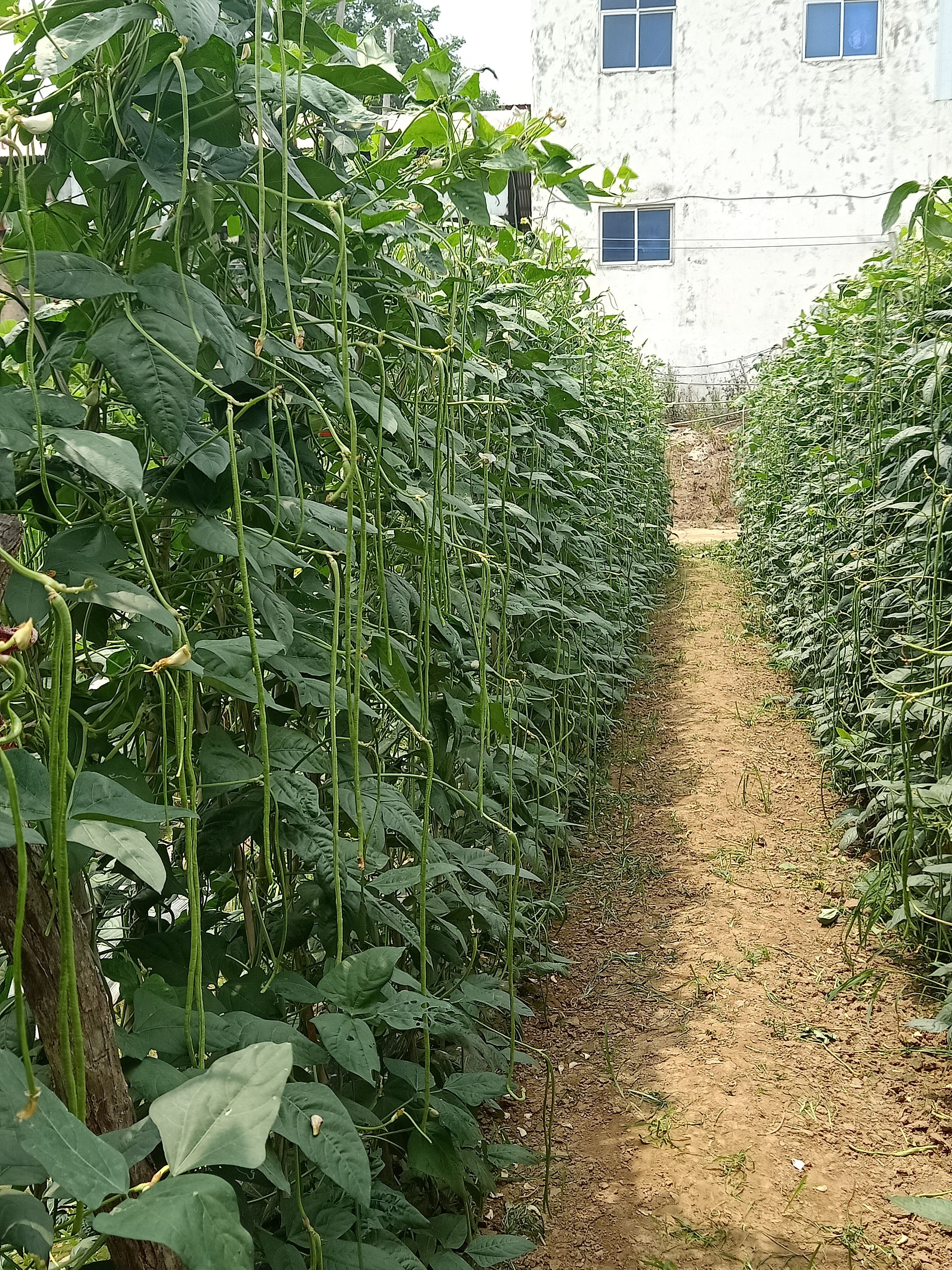 锦绣天下 耐热豆角种子长豆角种子颜色翠绿条形顺直，肉厚