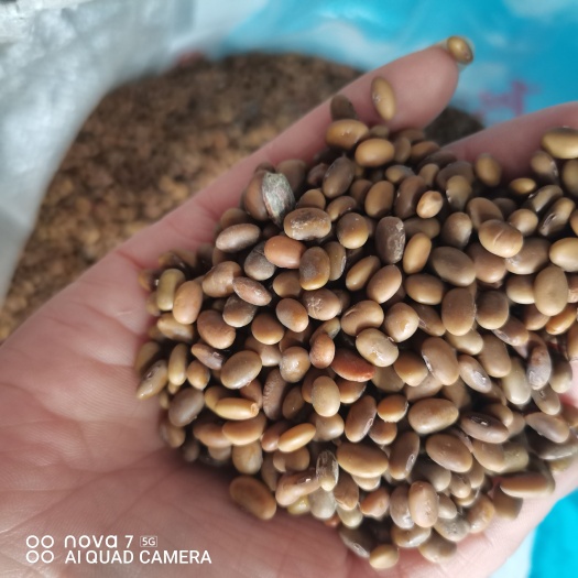 临沂芽豆芽菜豆 茶豆生豆芽专用茶豆查豆