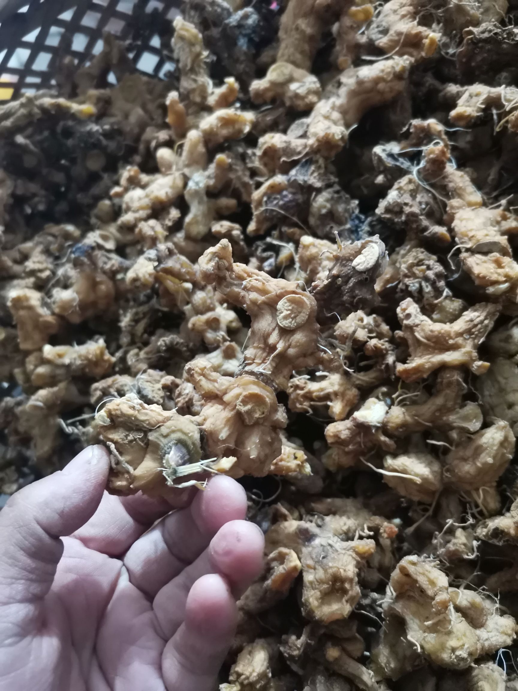 姜形黄精  黄精干货  多花姜形甜黄精