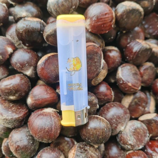 炒货用凉了不硬 泰安油栗 坏果包赔（宋家早 二标55粒/斤）