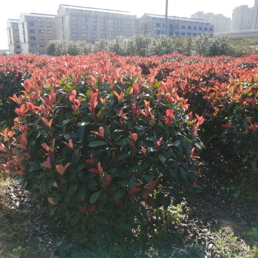 温岭市红叶石楠球
