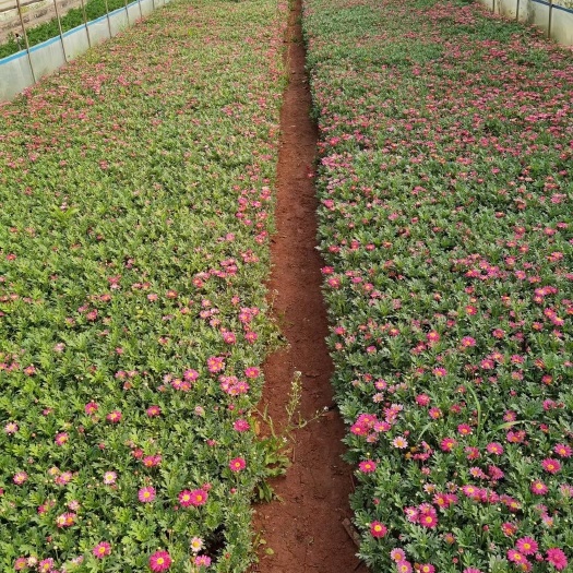 宜良县玛格丽特花  大叶玛格丽特