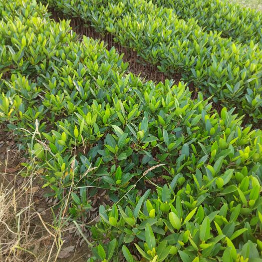 东莞市海桐 秋茄