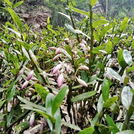  贵州赤水脱贫产业金钗石斛