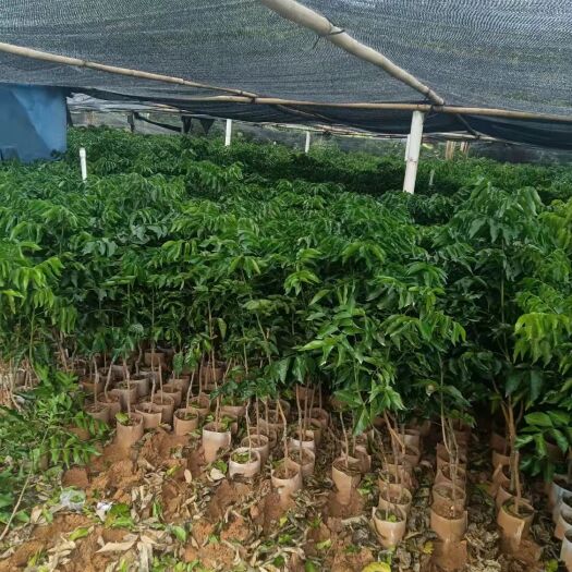 灵山县黄皮果苗 正宗黑黄皮