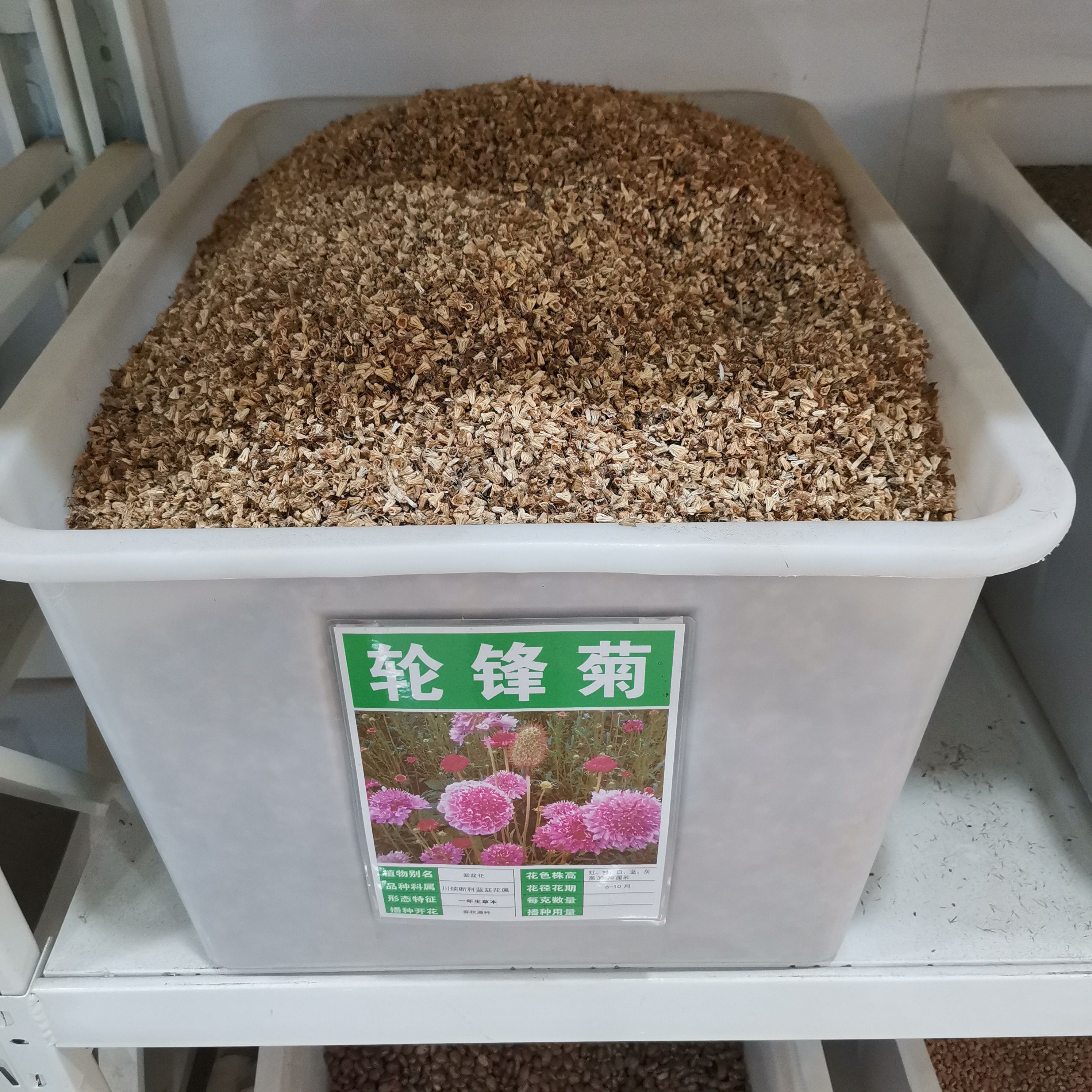 轮峰菊种子 松虫草山萝卜紫盆花种子庭院阳台种子景观花海