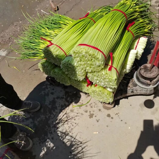 丰县白帽蒜薹  苏北地区精品白帽蒜苔大量供应中！