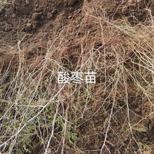 赞皇县 酸枣苗，耐寒耐旱耐酸碱，药用价值高