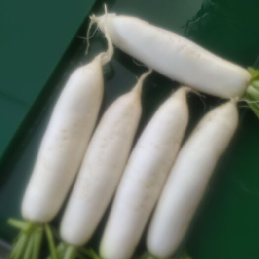 广水市白萝卜  沙质地，栽秧地，条型好，皮白亮。