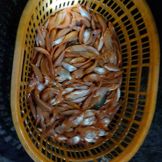 中山市禾花鱼 小红鲤（禾花鲤）