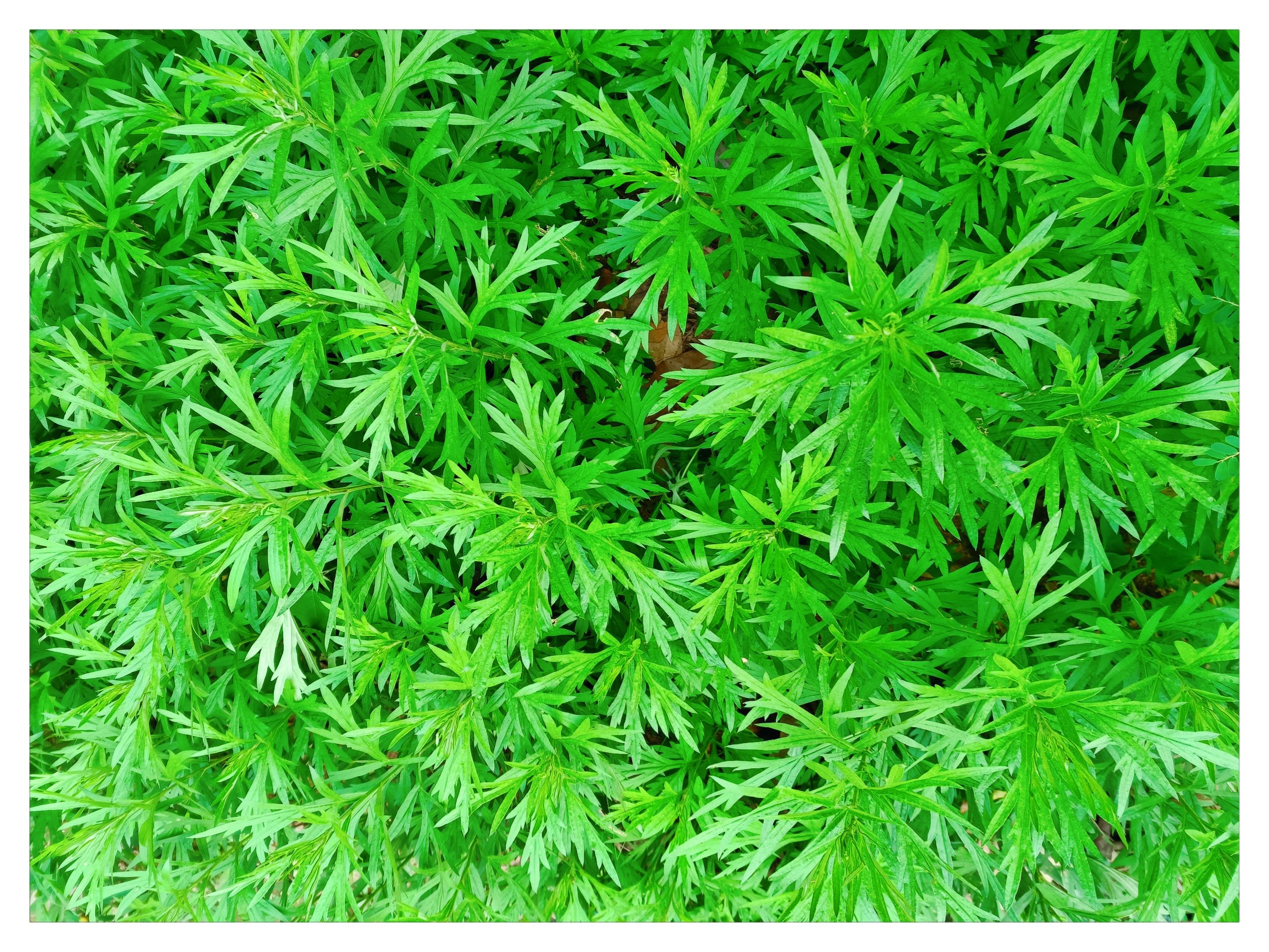 艾草，艾草干，干品