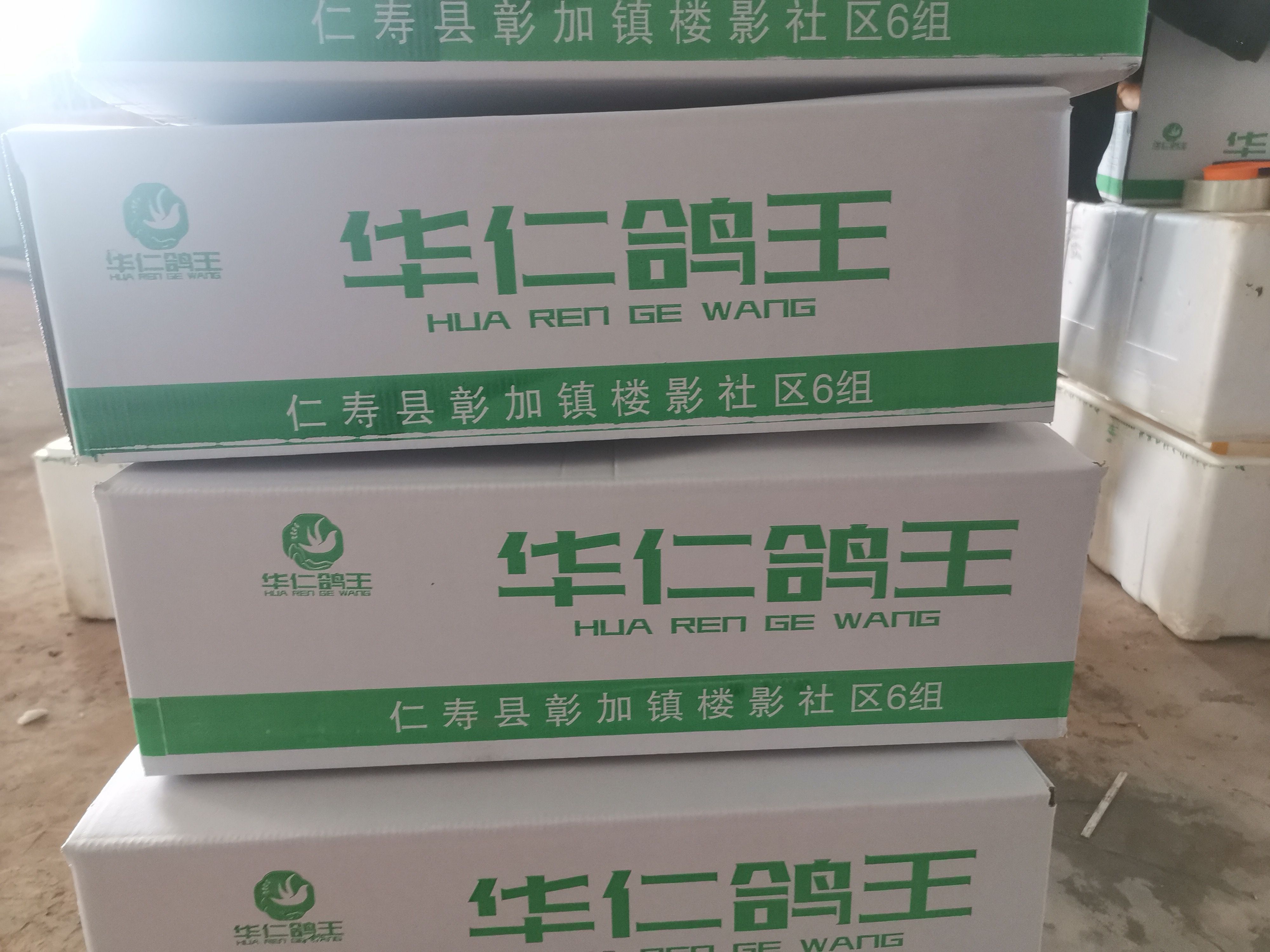 乳鸽  冻货接单中，5-6，6-7，7-8，8-9，规格齐全。