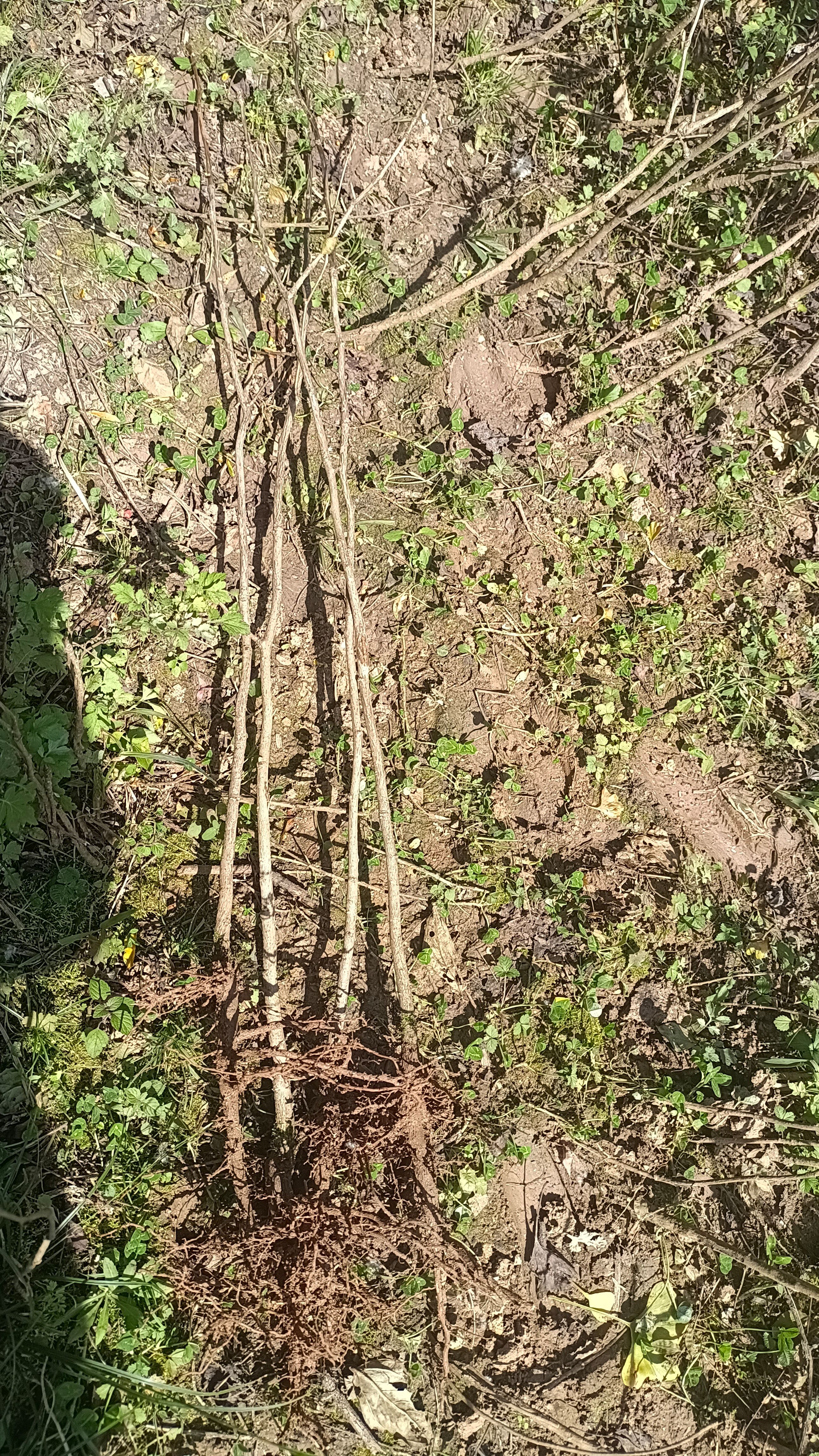 齐全。银杏树苗 银杏苗，苗床苗