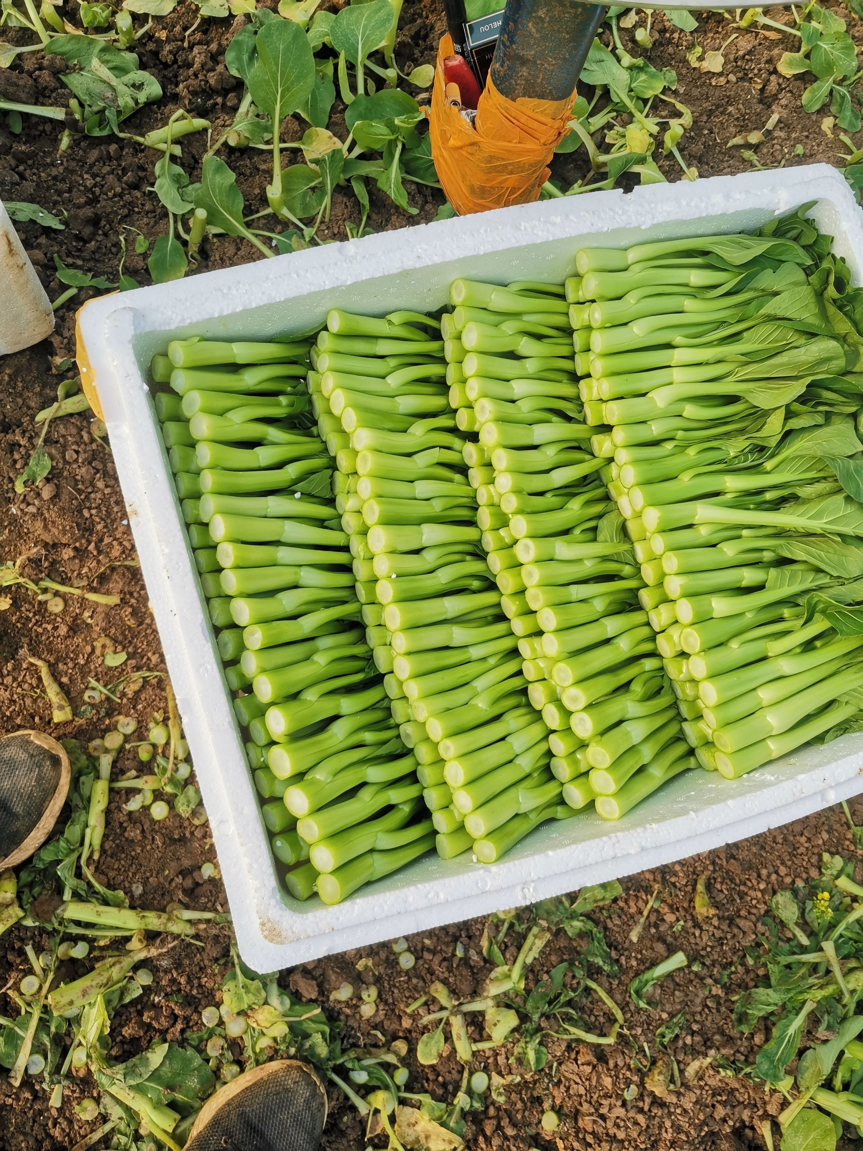 广东菜心   基地直销  价钱便宜