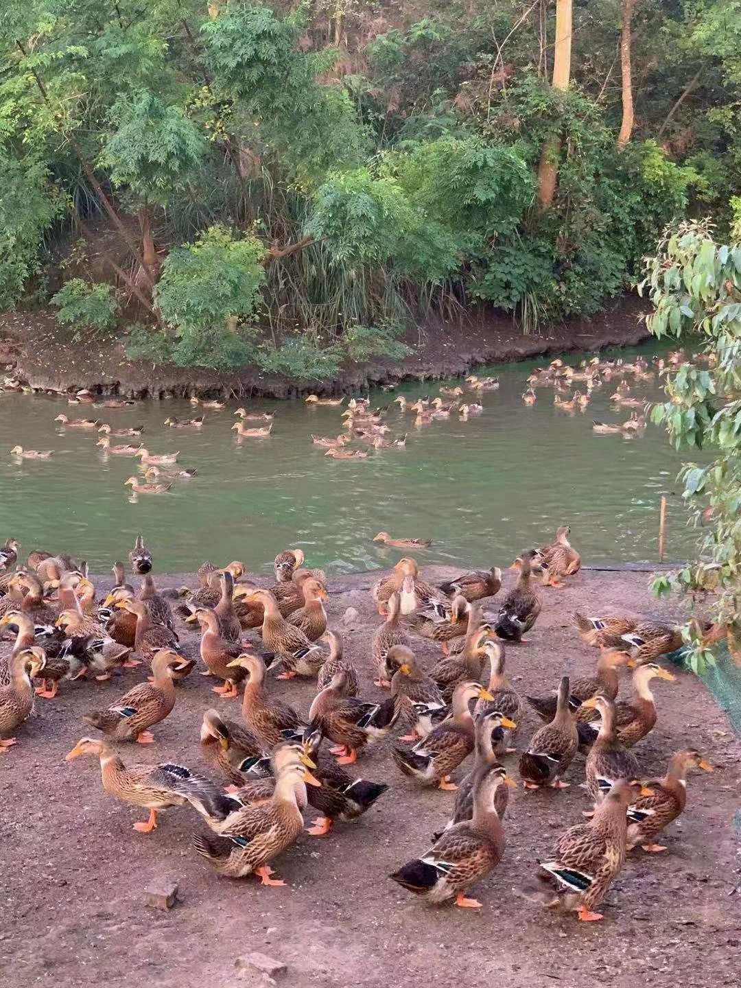 麻鸭，加黄，平均5.78斤。合作共赢