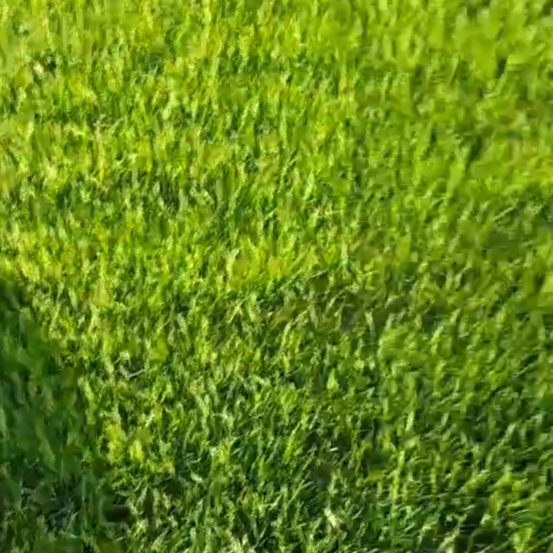 高羊茅  急出售北方草皮，本人110亩高羊矛 高羊出售，买越多越实惠