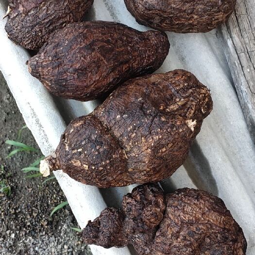 桦甸市白茯苓 茯苓天然茯苓长白山茯苓